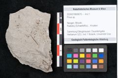 Foto (Objekt + Etikett) von Pinus sp. (NHMW-GEO-2024-0188-6676)